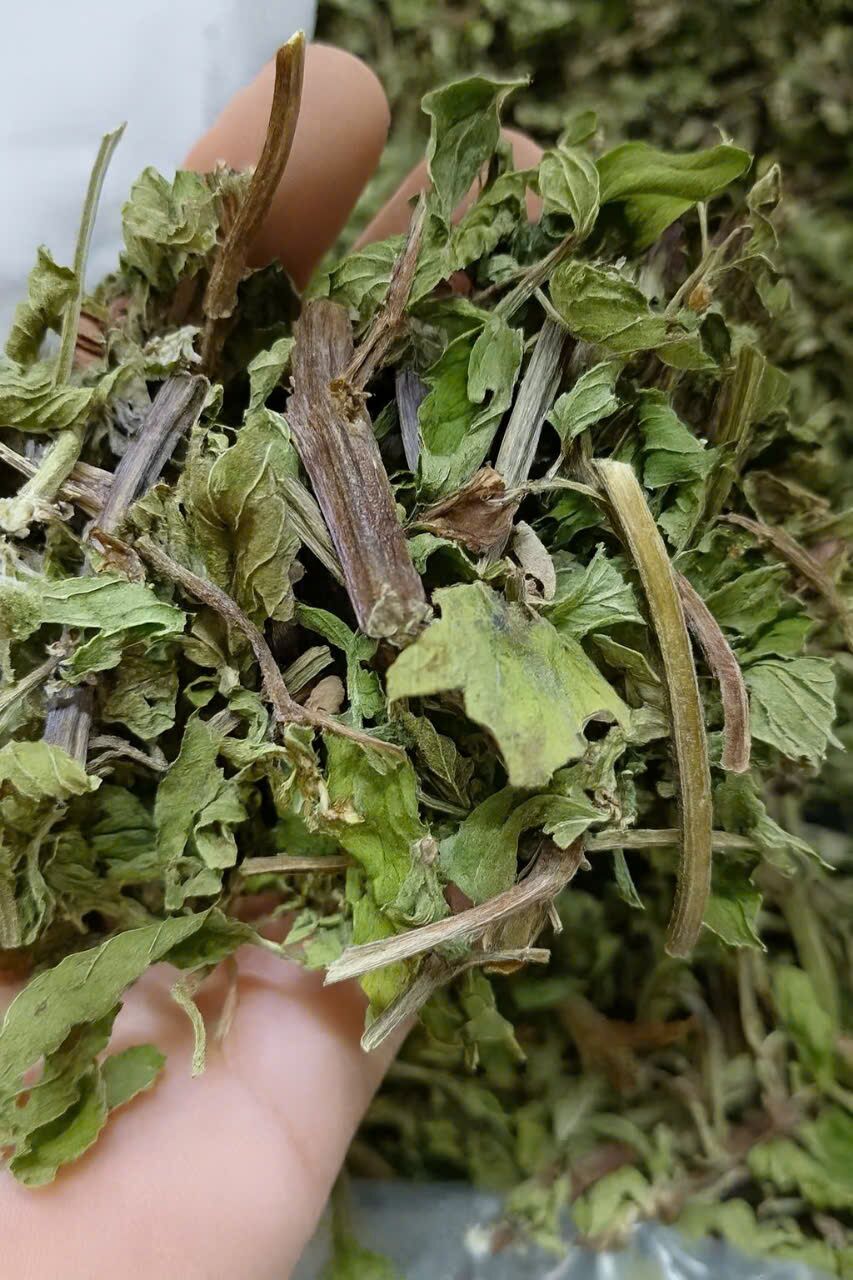 Bạc hà khô - Ảnh 2